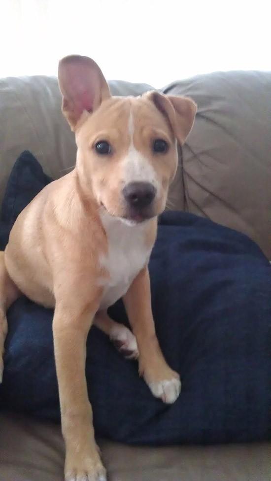 Cute Puppies (25 pics)