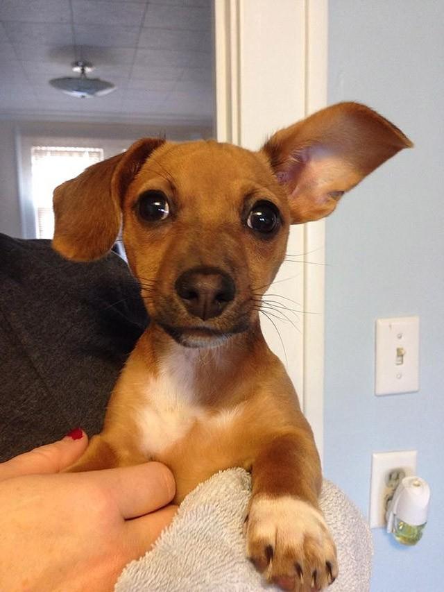 Cute Puppies (25 pics)