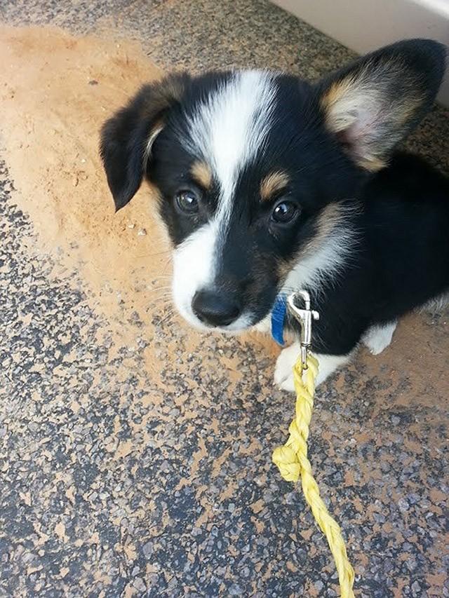 Cute Puppies (25 pics)