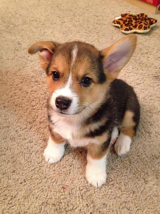 Cute Puppies (25 pics)