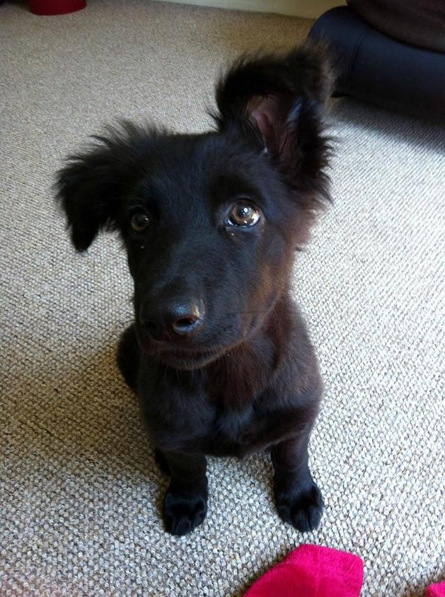 Cute Puppies (25 pics)