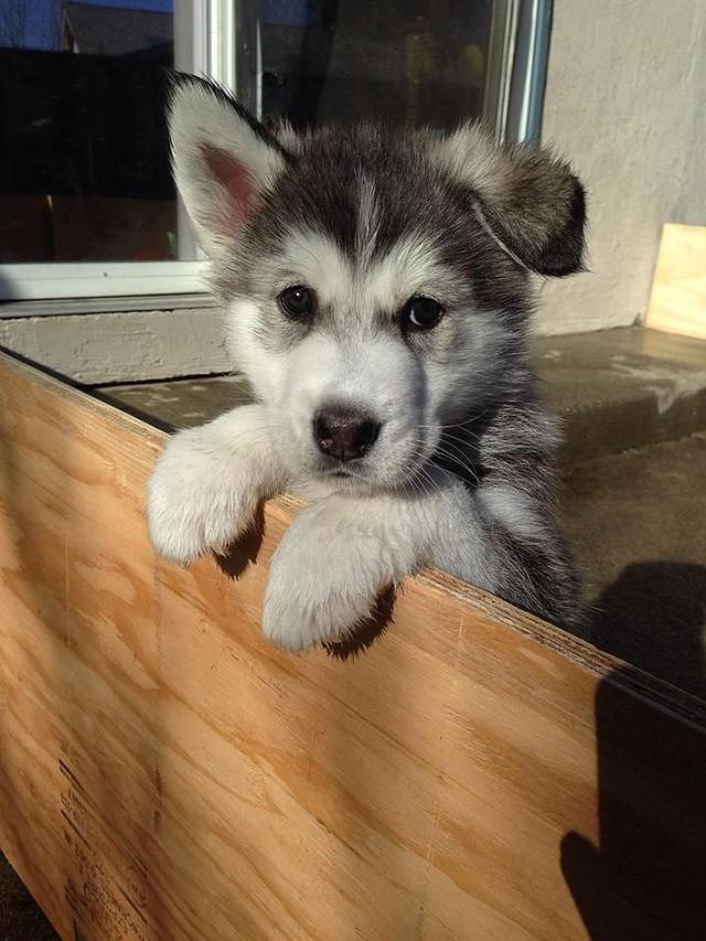 Cute Puppies (25 pics)