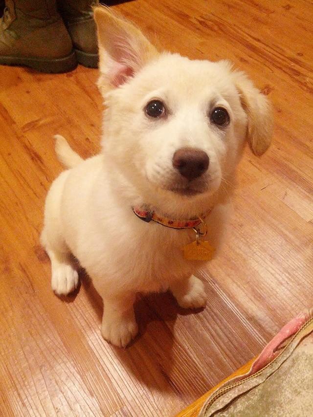 Cute Puppies (25 pics)