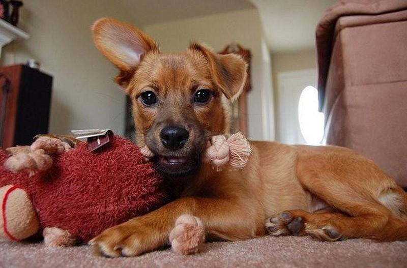 Cute Puppies (25 pics)