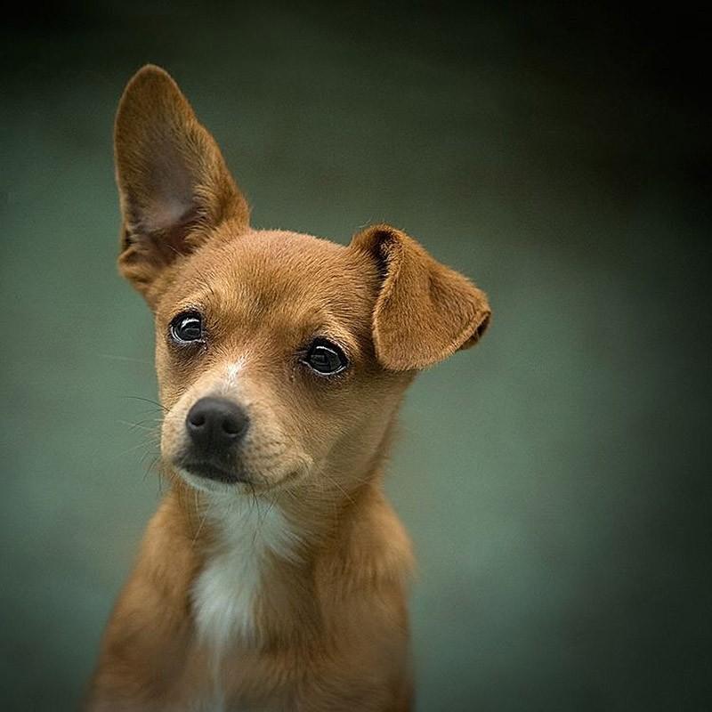 Cute Puppies (25 pics)