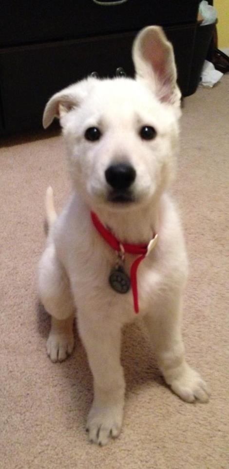 Cute Puppies (25 pics)