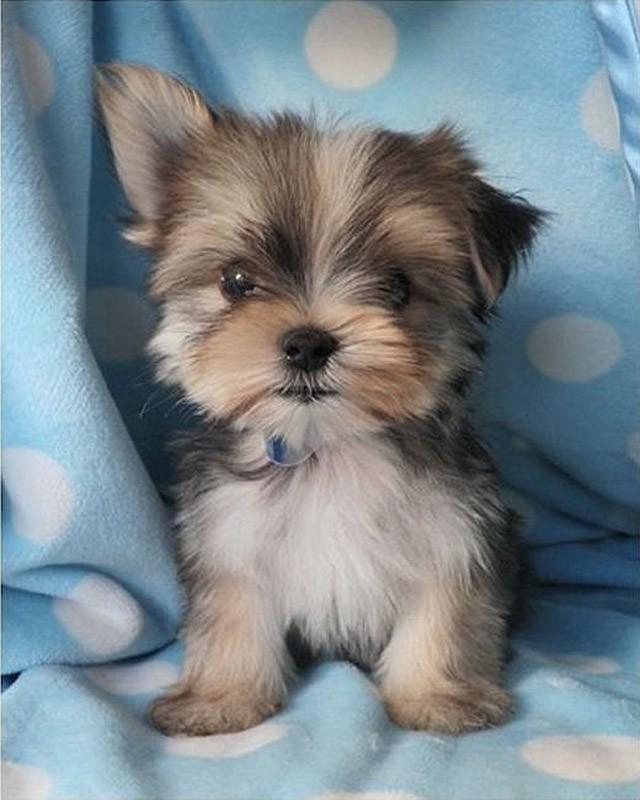 Cute Puppies (25 pics)