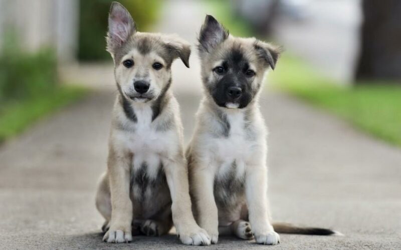 Cute Puppies (25 pics)