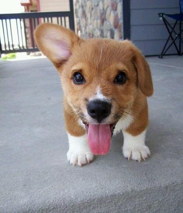 Cute Puppies (25 pics)