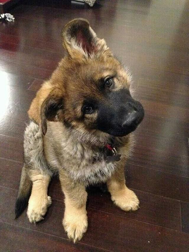 Cute Puppies (25 pics)