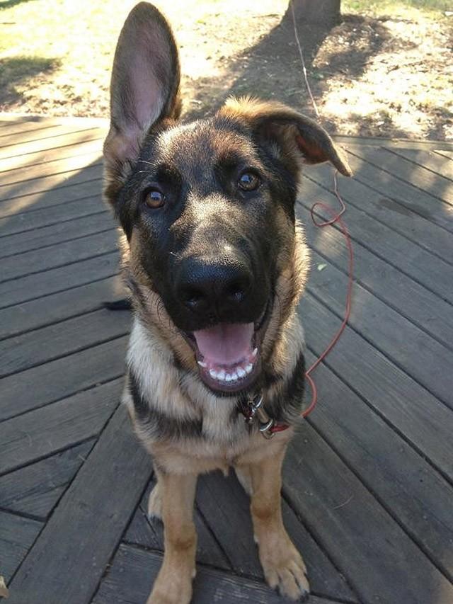 Cute Puppies (25 pics)