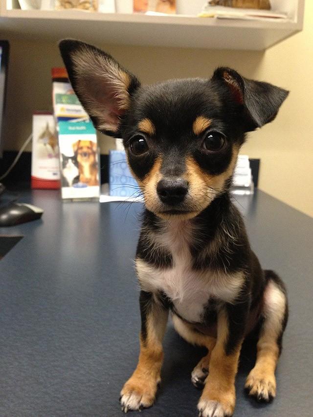 Cute Puppies (25 pics)