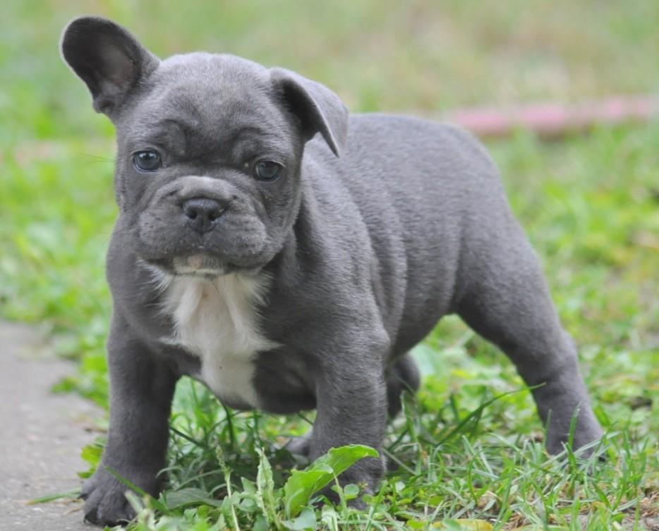 Cute Puppies (25 pics)