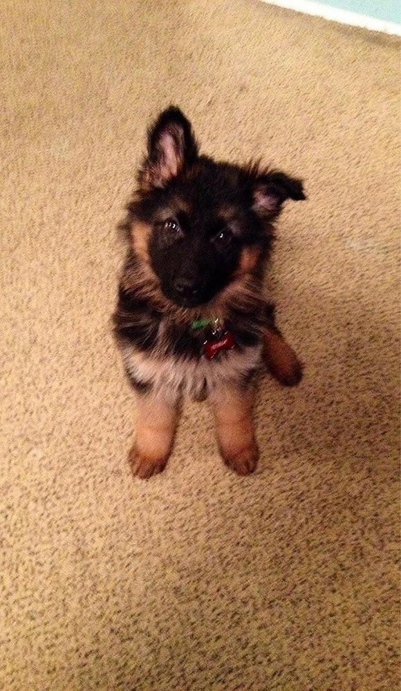 Cute Puppies (25 pics)