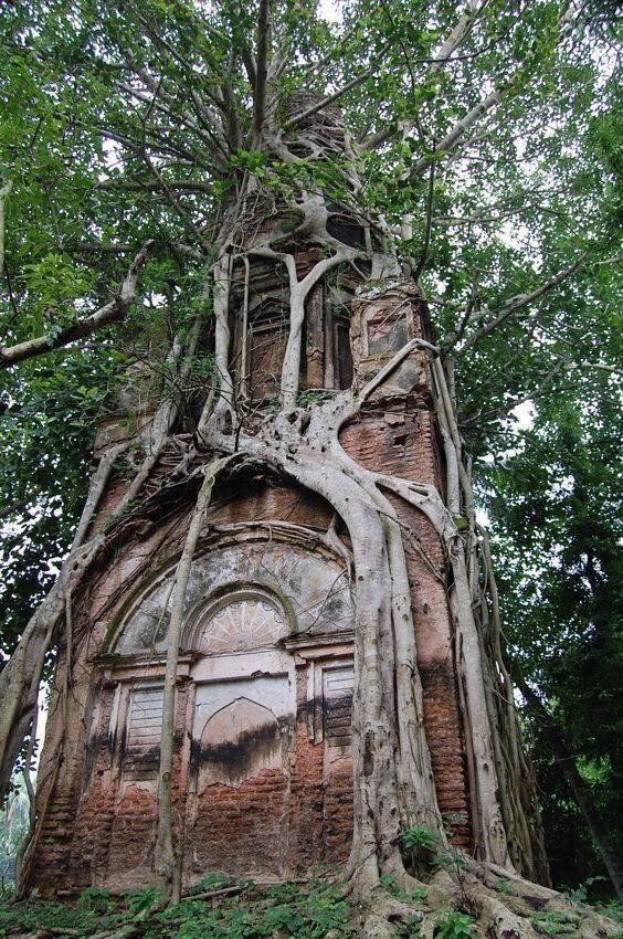 Unusual Finds In Forests (19 pics)