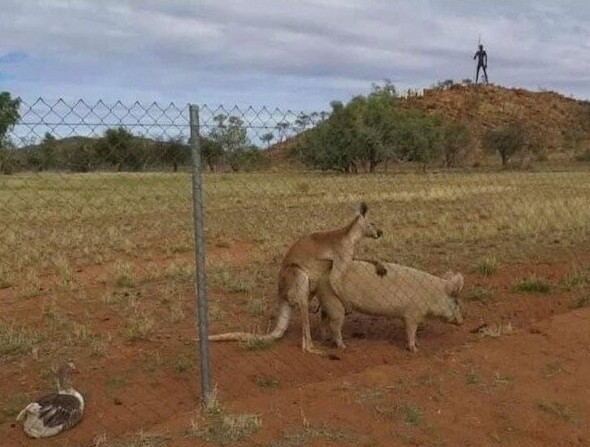 What Is Going On Here? (20 pics)