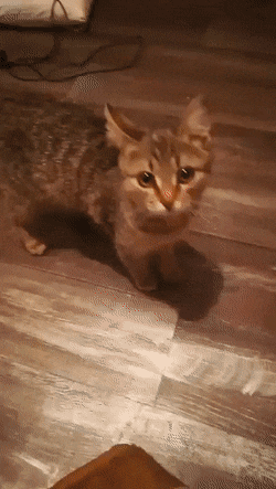 Acid GIFs, August 3 (25 gifs)