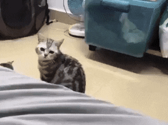 Acid GIFs, August 3 (25 gifs)