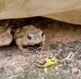 Acid GIFs, August 3 (25 gifs)