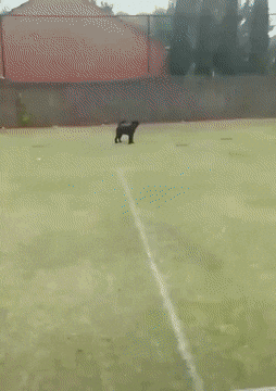 Acid GIFs, August 3 (25 gifs)