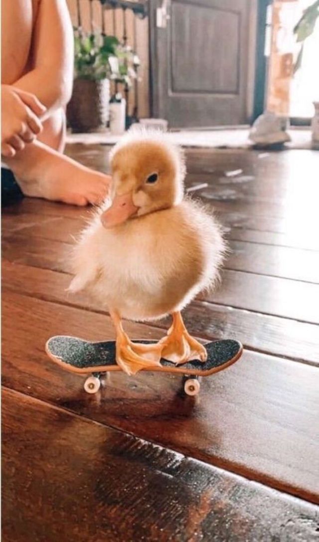 Cute And Funny Animals (30 pics)