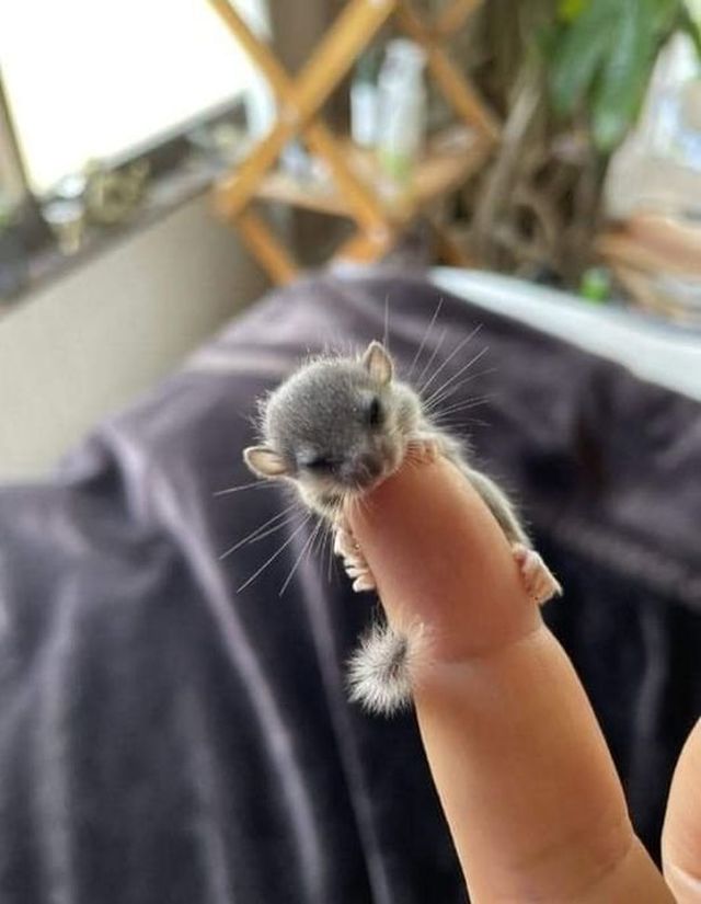 Cute And Funny Animals (36 pics)