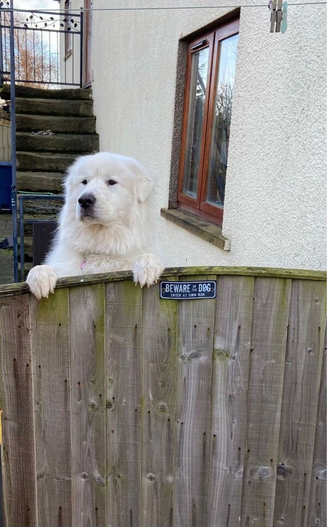 Cute Dogs (26 pics)
