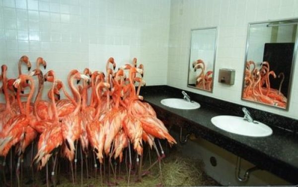 What Is Going On Here? (25 pics)