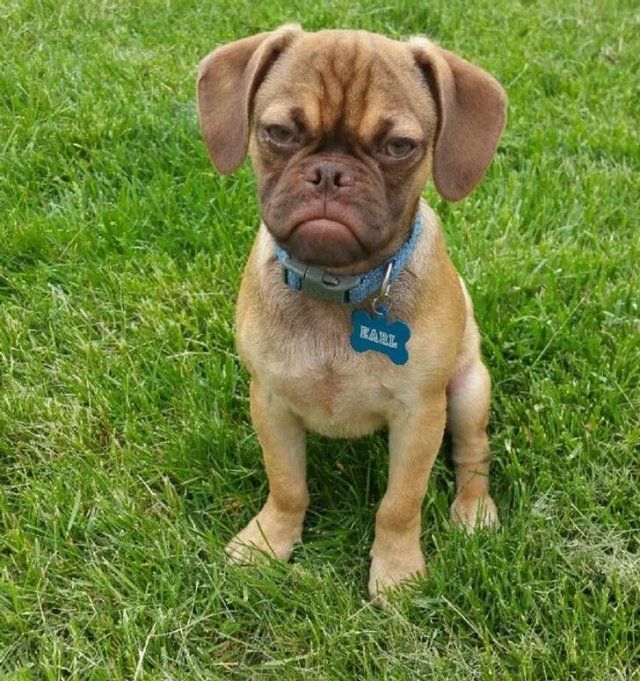 Funny Animals (17 pics)
