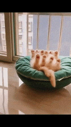 Acid GIFs, August 11 (25 gifs)