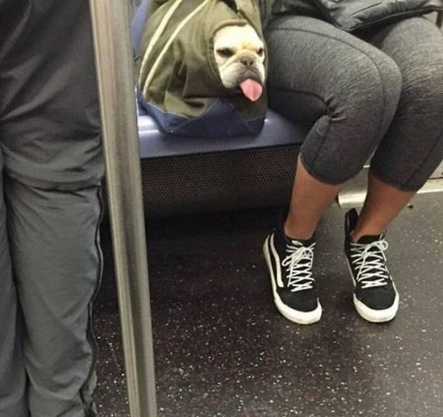 Funny Dogs In Bags (40 pics)