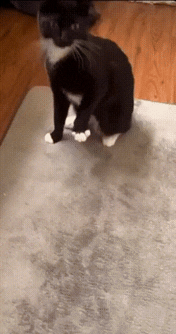 Acid GIFs, August 12 (25 gifs)