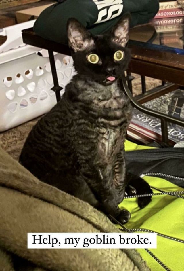 ''Broken'' Cats (30 pics)