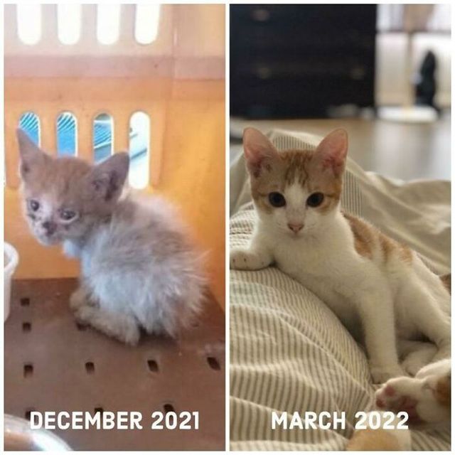 Animals Before And After They Found Their Home (30 pics)