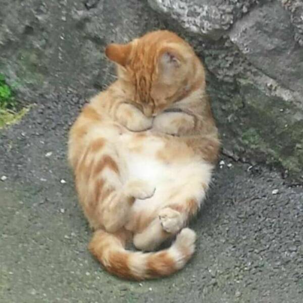 Cute Cats (25 pics)