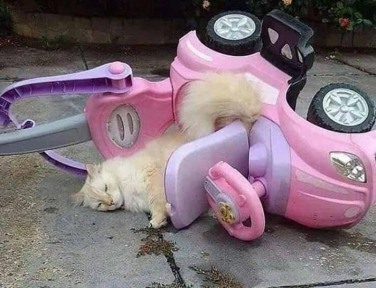 Cute Cats (25 pics)