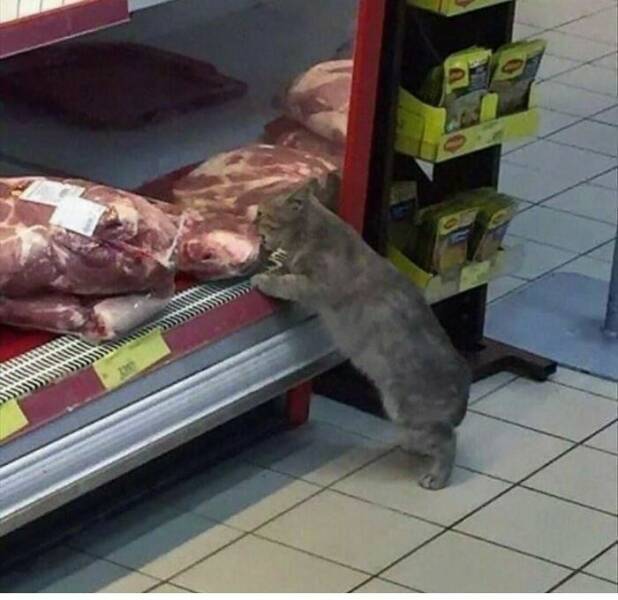 Cute Cats (25 pics)