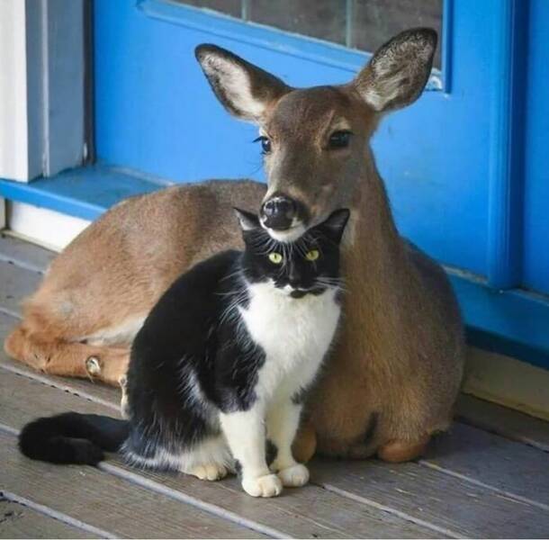 Cute Cats (25 pics)