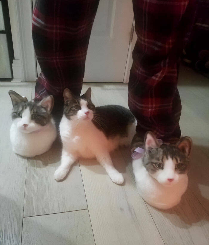 Cute Cats (25 pics)