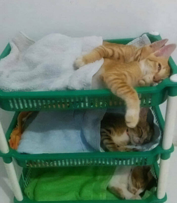 Cute Cats (25 pics)