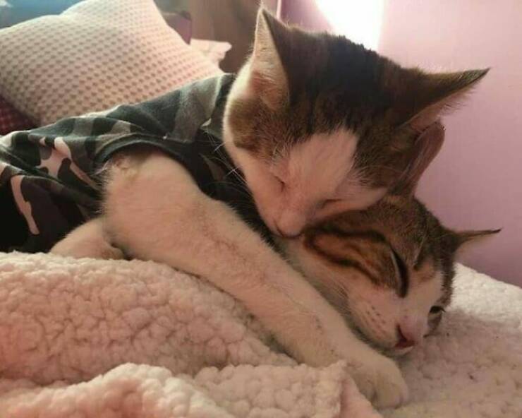 Cute Cats (25 pics)