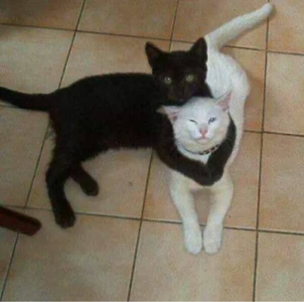 Cute Cats (25 pics)