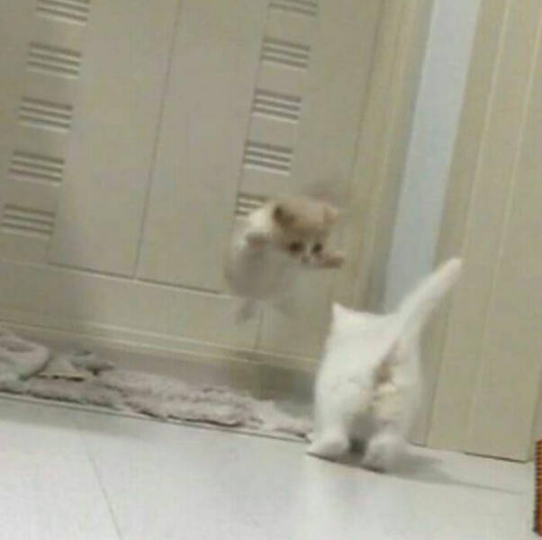 Cute Cats (25 pics)