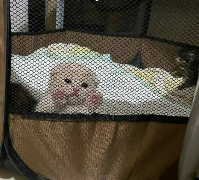 Cute Cats (25 pics)