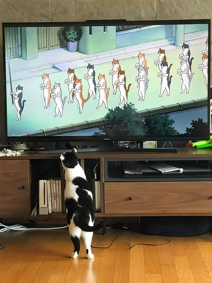 Cute Cats (25 pics)