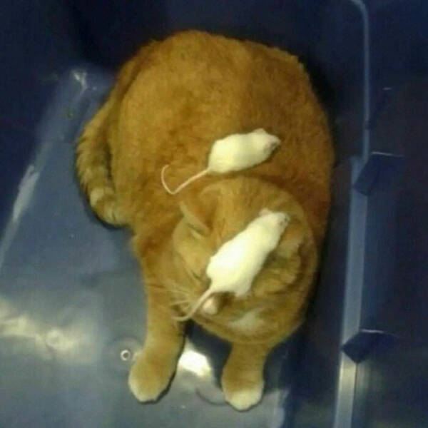 Cute Cats (25 pics)