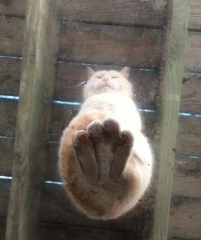 Cute Cats (25 pics)