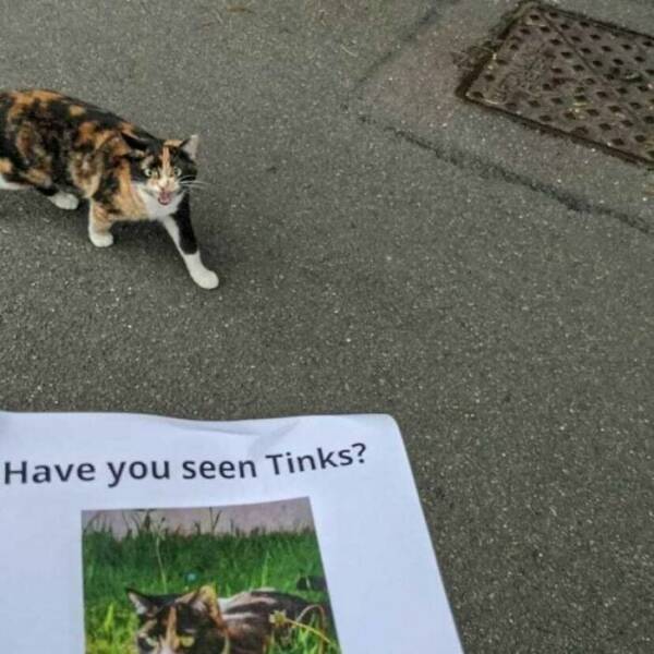 Cute Cats (25 pics)