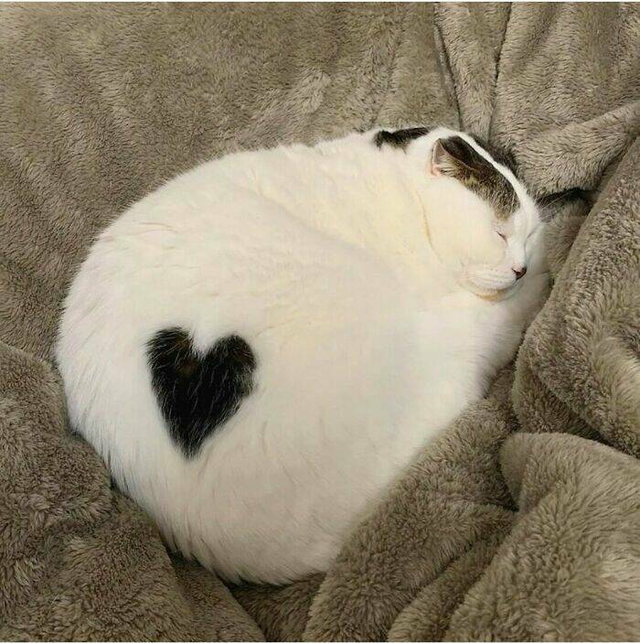 Cute Cats (25 pics)