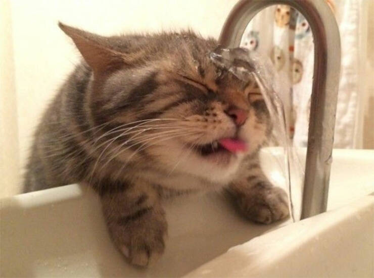 Cute Cats (25 pics)